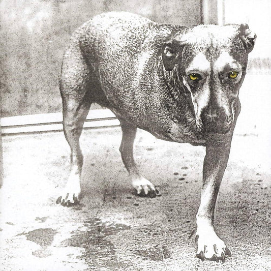 Alice In Chains / Alice In Chains (2LP/Yellow Neon Vinyl)